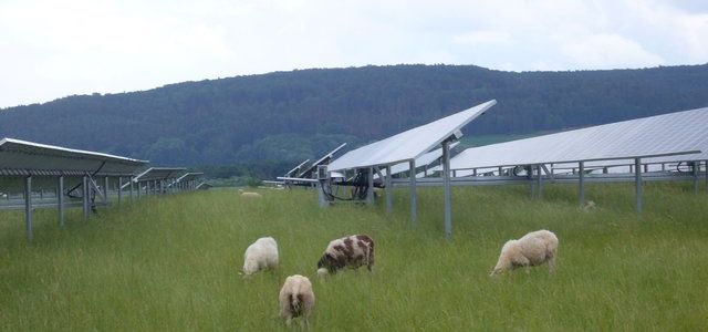 Sheep grazing below a ground-mounted solar array in Bavaria: people who say solar arrays and wind farms take up space should remember dual usage. (Photo by Craig Morris)
