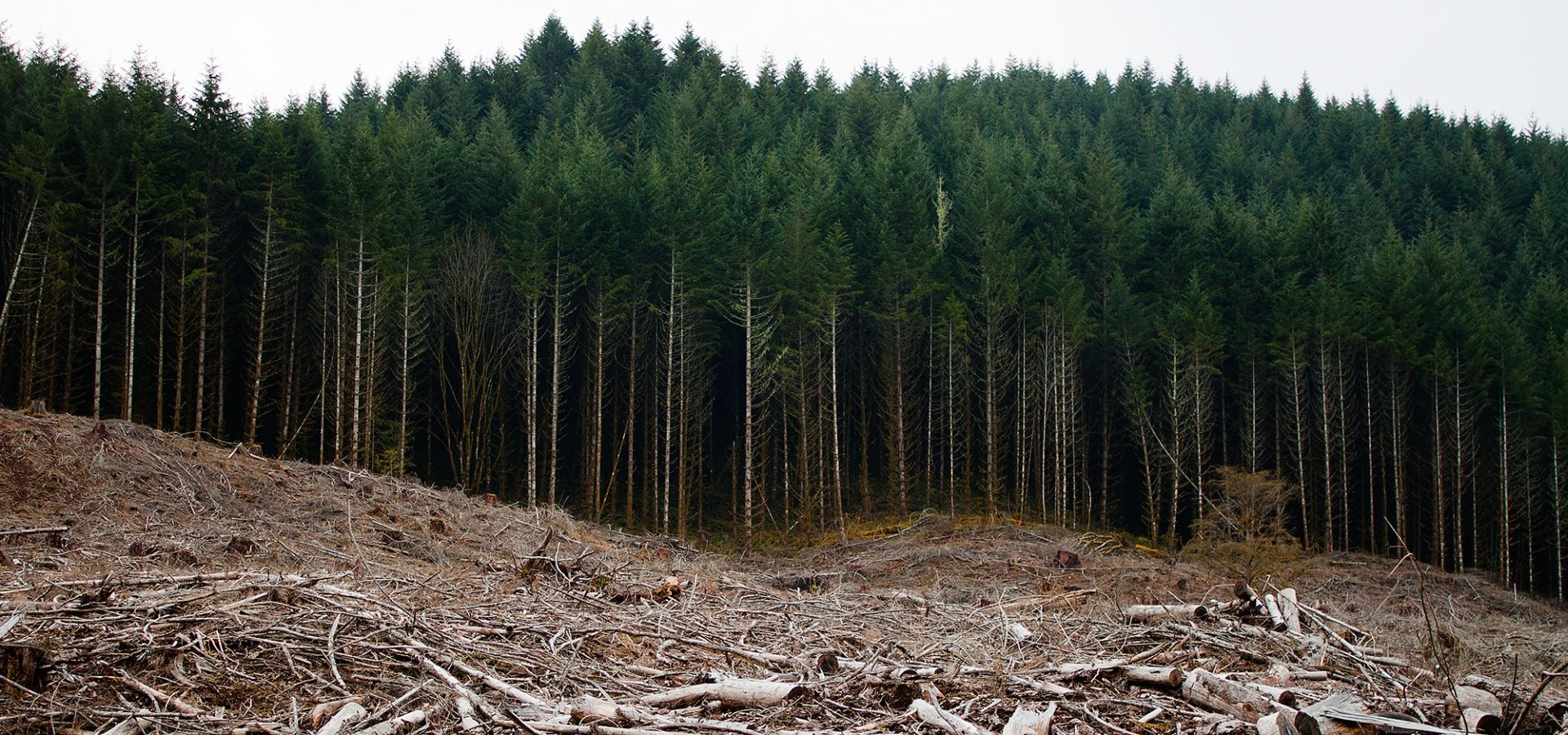 Clear-cut forests in Oregon