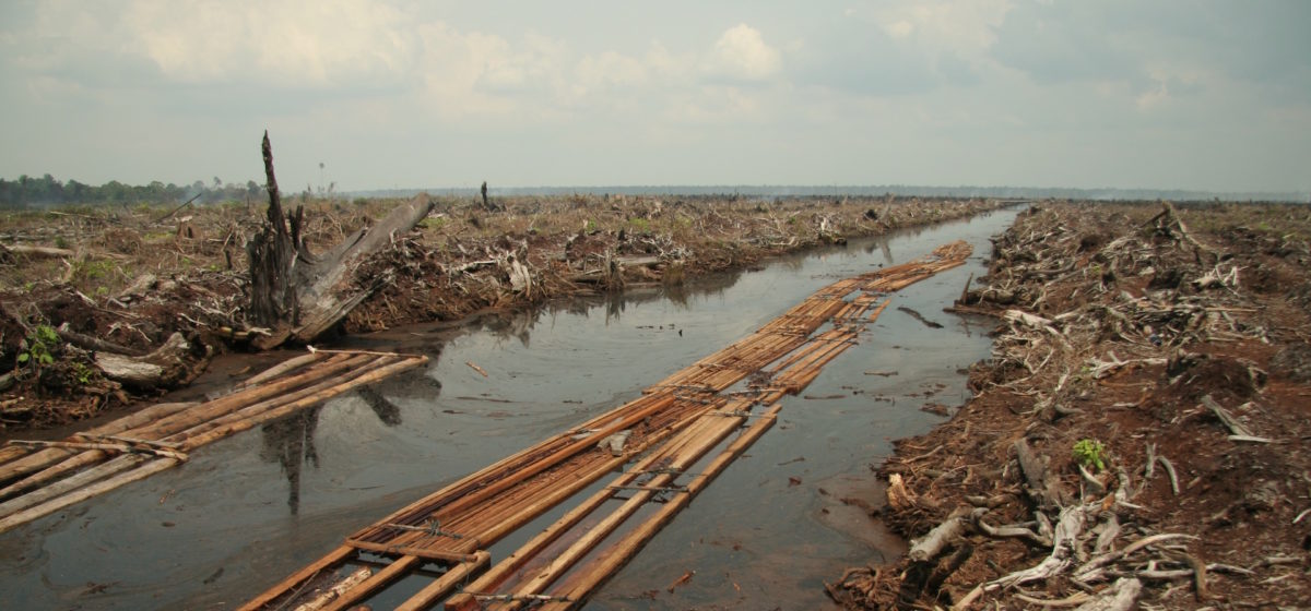 swamp with broken trees and dirty water