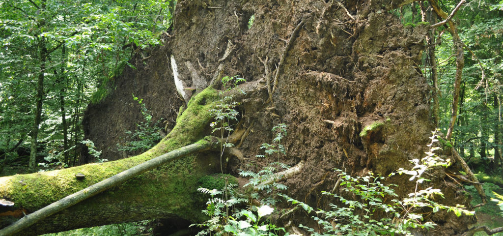 The reality of environmental protection in Poland | EnergyTransition.org