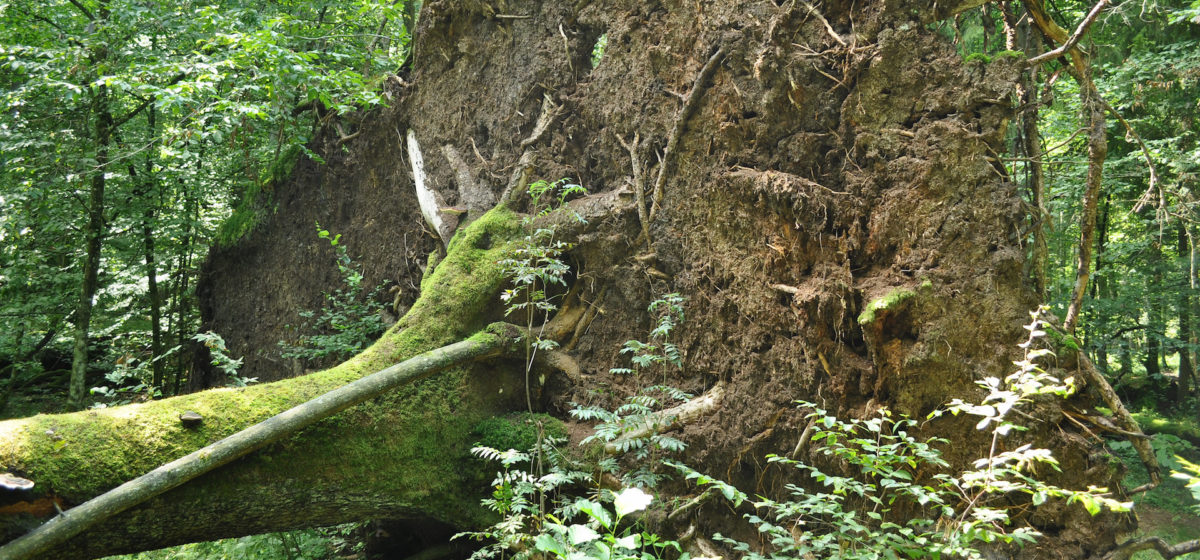 a fallen tree with ferns growing on its roots in a green spring forest