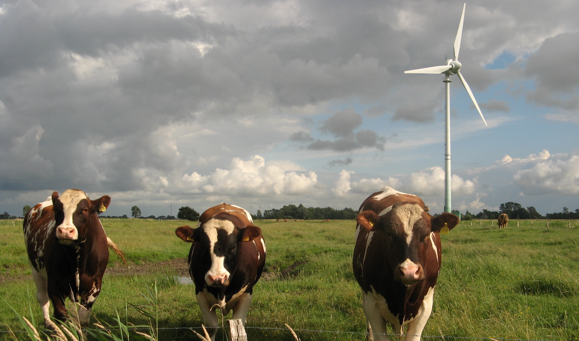Three cows standing at a fence with a wind turbine in the background