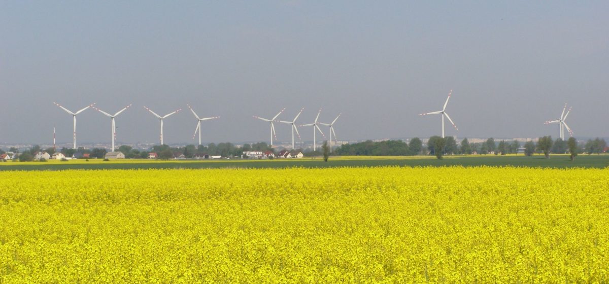 yellow rapeseed flowers with wind turbines behind at the Polish town of Koszwały
