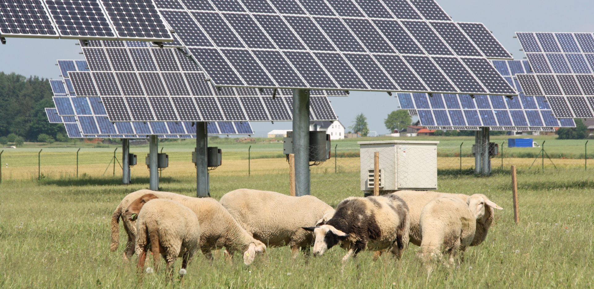 Sheep graze in a meadow with solar panels