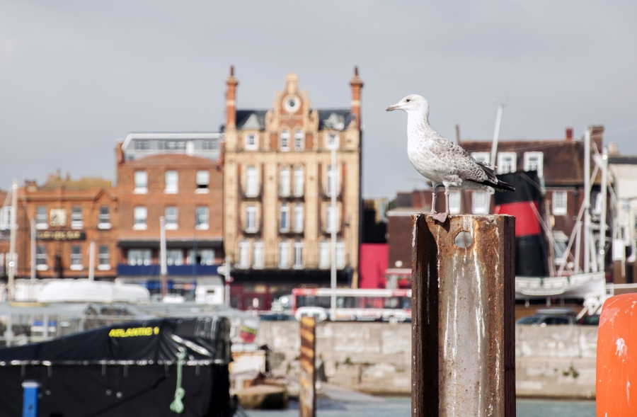 A seagull sits in front of the harbor