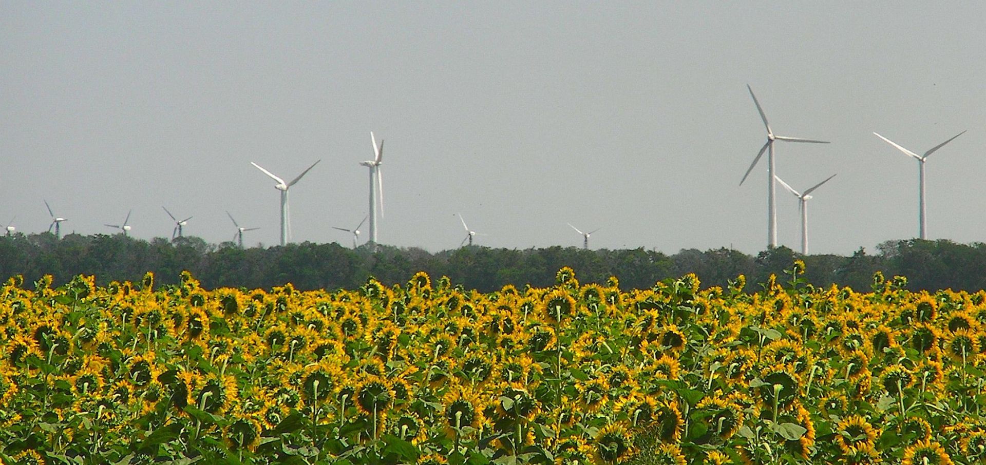 windmills behind a field of sunflowers