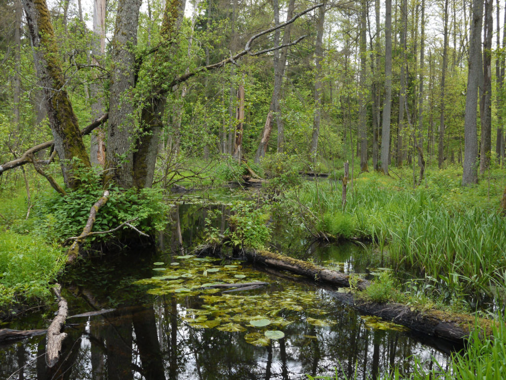 Poland’s Białowieża forest: an endangered carbon sink and biodiversity ...