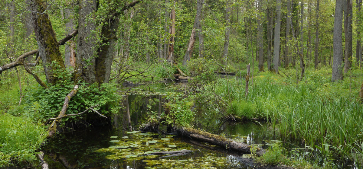 białowieża forest in Poland