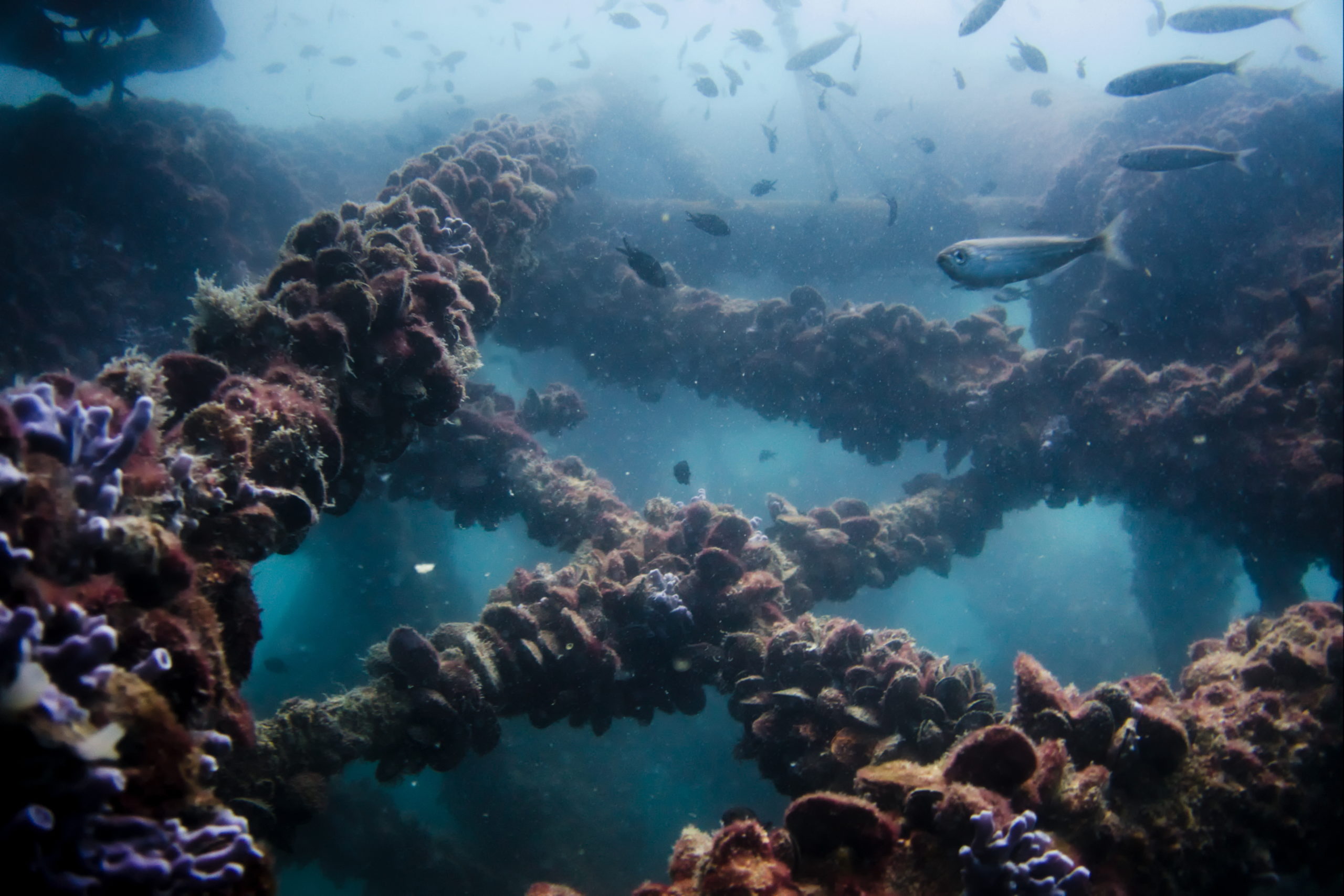 Turbine Reefs  The Nature Conservancy