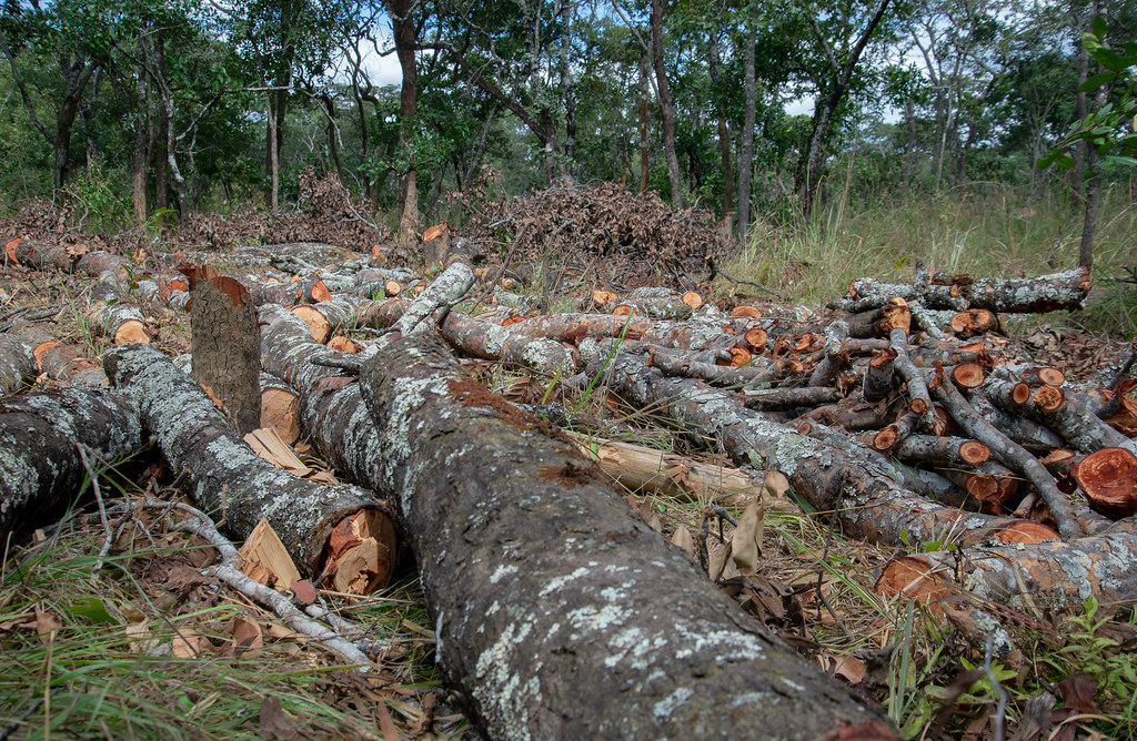 Wood ready to be transformed into charcoal in Zambia.