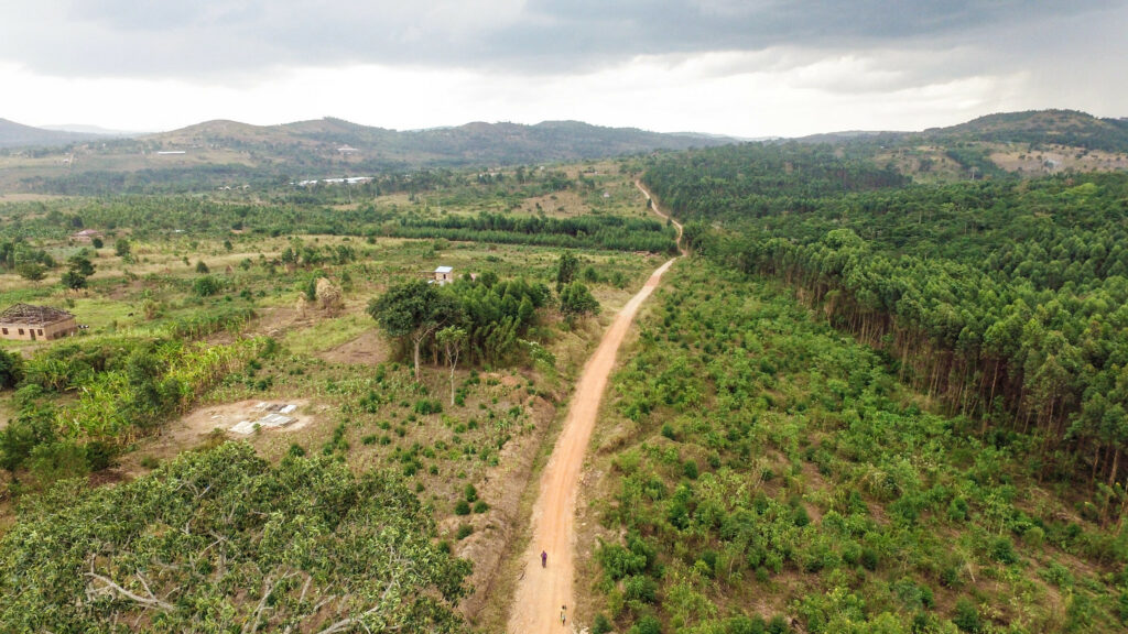 Forest cover Mbazzi, Mpigi district, Uganda.
